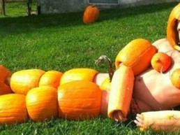 les pires costumes pour halloween